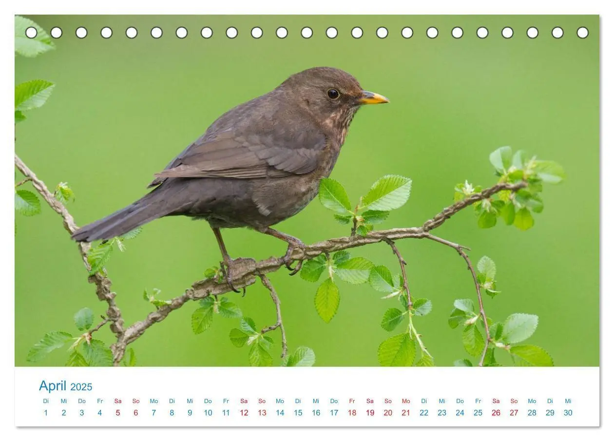 Bild: 9783435458363 | Singvögel - 12 Arten im Garten (Tischkalender 2025 DIN A5 quer),...