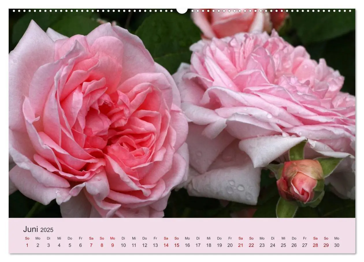 Bild: 9783435448463 | Rosen Reigen im Garten (hochwertiger Premium Wandkalender 2025 DIN...