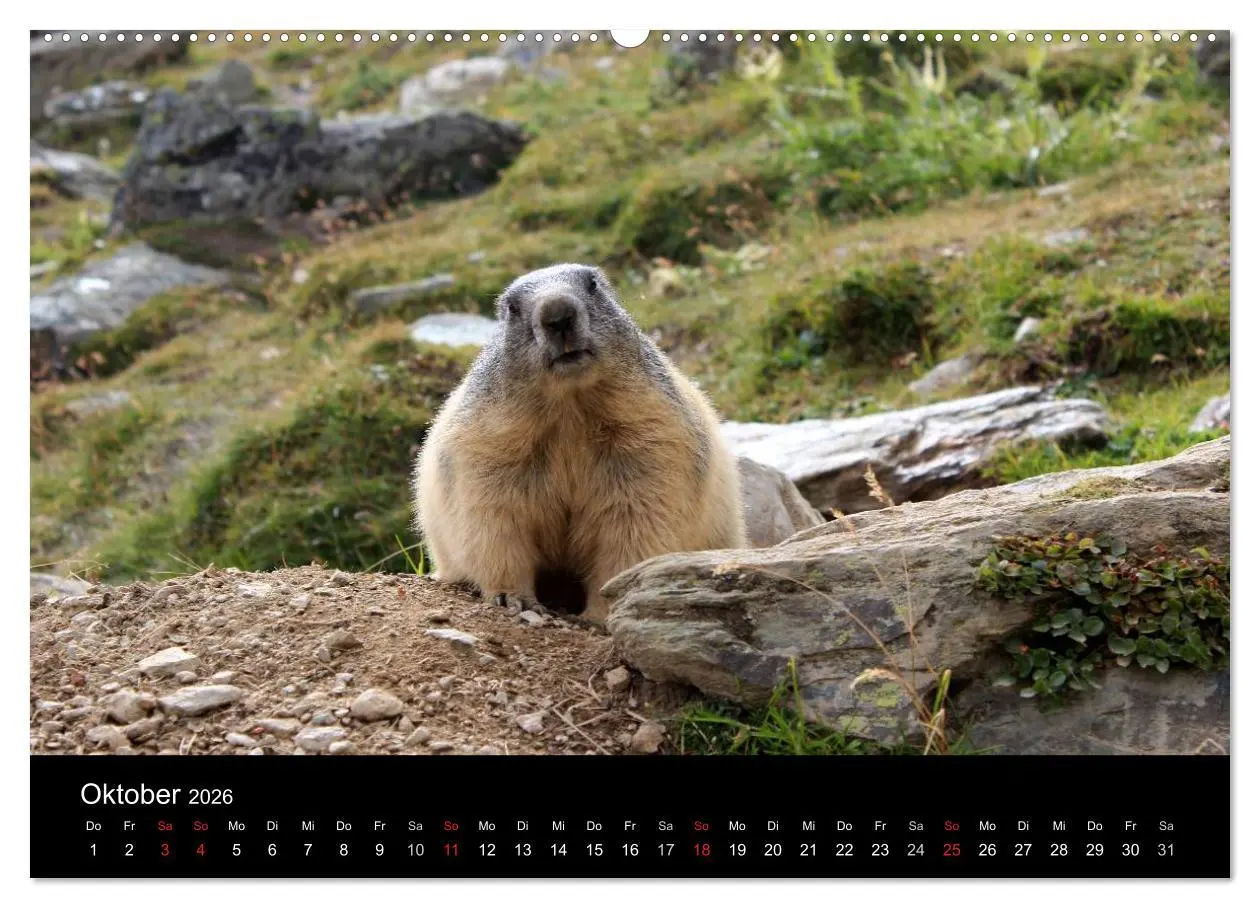 Bild: 9783516178463 | Murmeltiere (hochwertiger Premium Wandkalender 2026 DIN A2 quer),...