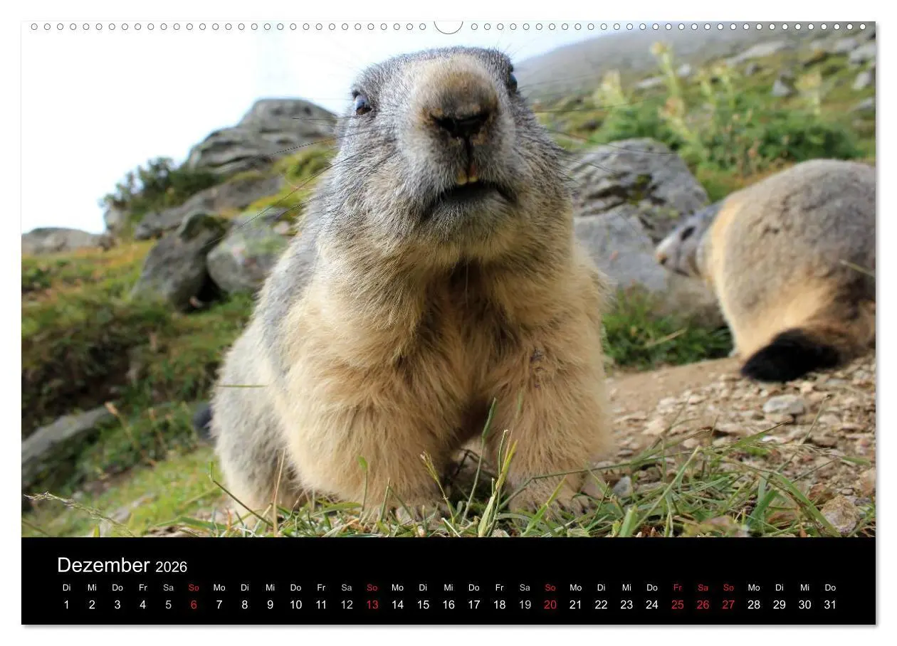 Bild: 9783516178463 | Murmeltiere (hochwertiger Premium Wandkalender 2026 DIN A2 quer),...