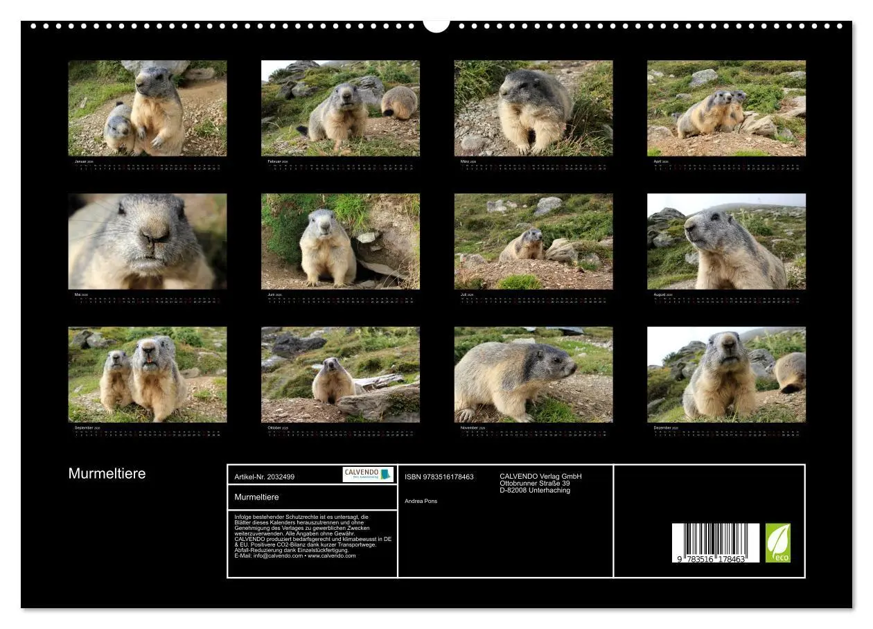 Bild: 9783516178463 | Murmeltiere (hochwertiger Premium Wandkalender 2026 DIN A2 quer),...
