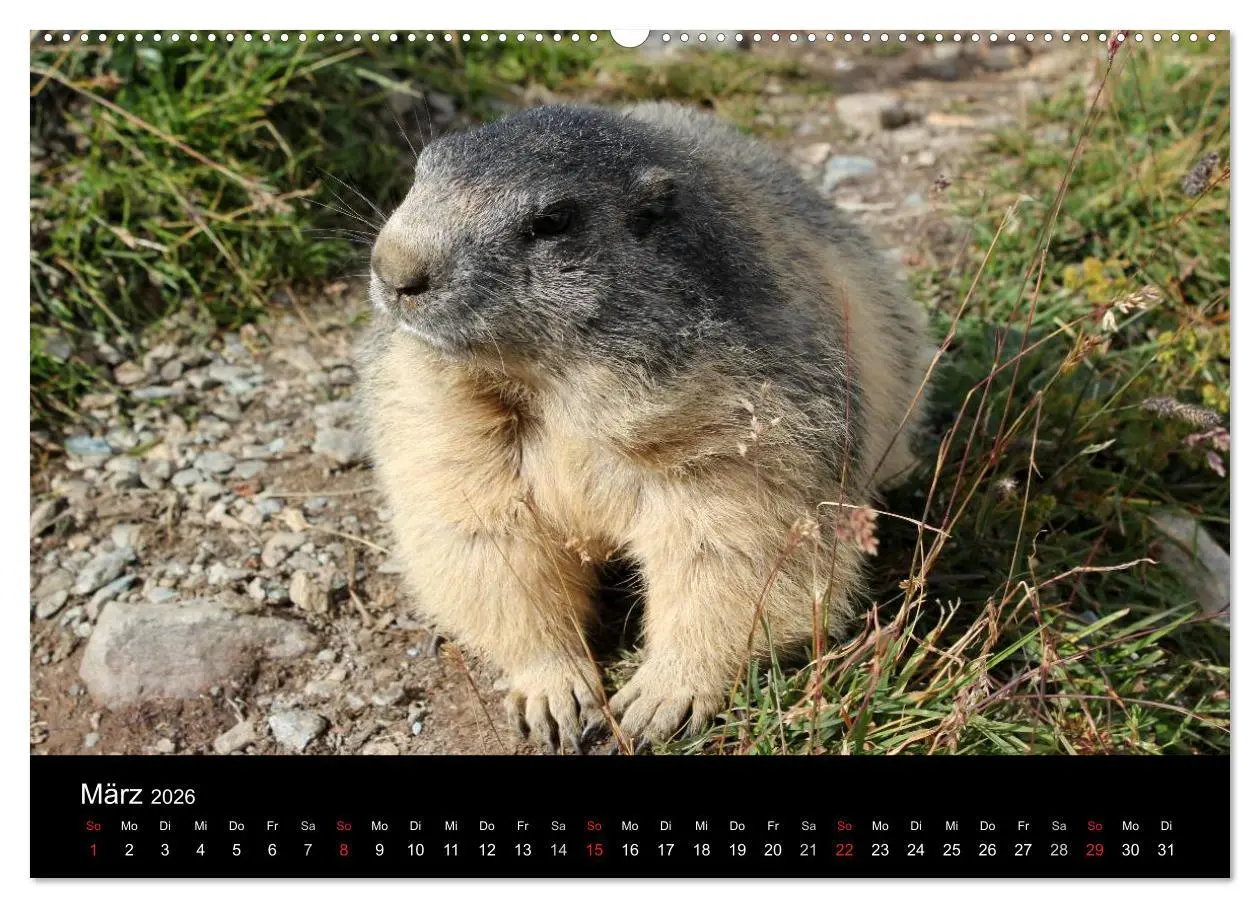 Bild: 9783516178463 | Murmeltiere (hochwertiger Premium Wandkalender 2026 DIN A2 quer),...