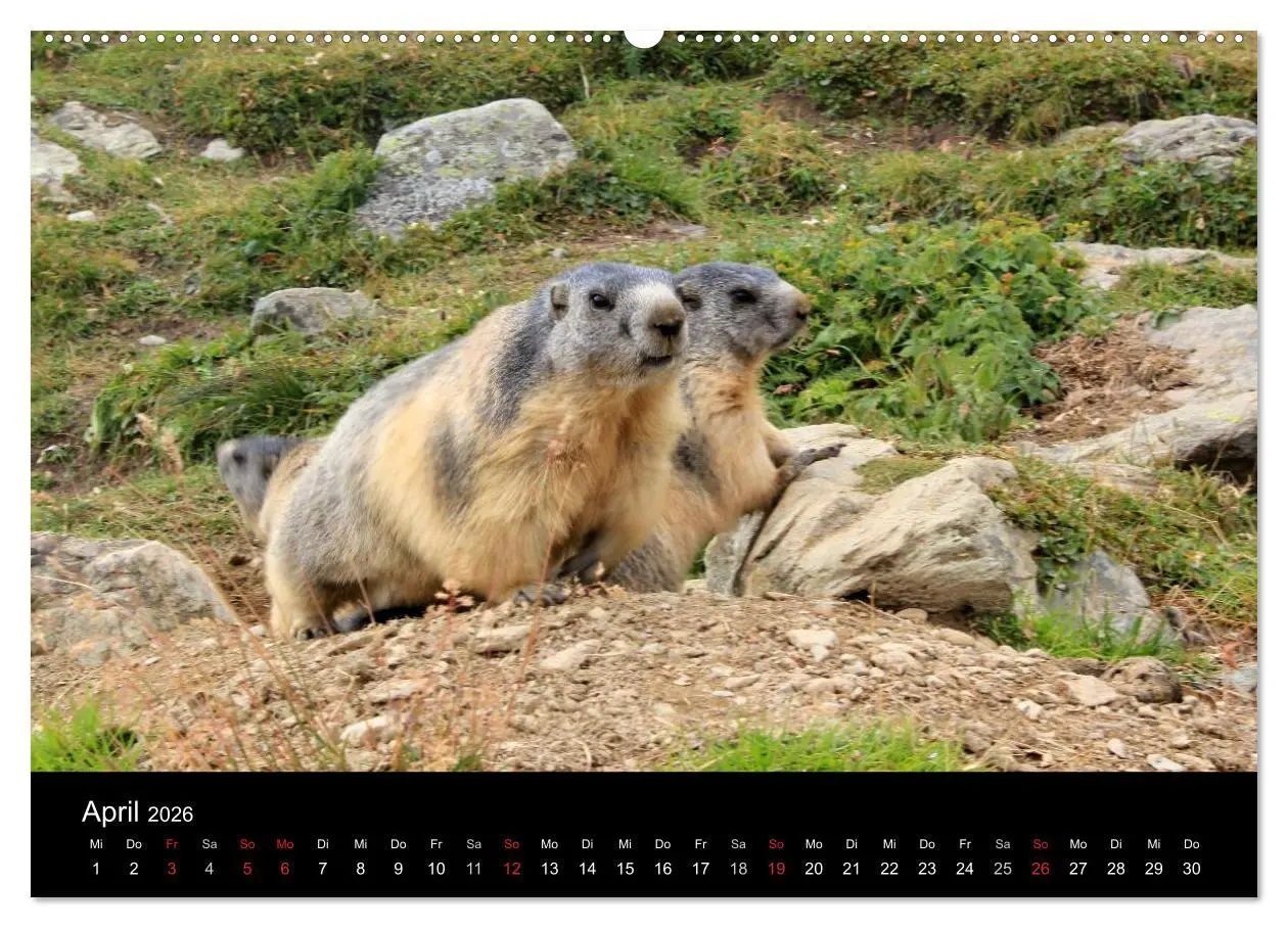 Bild: 9783516178463 | Murmeltiere (hochwertiger Premium Wandkalender 2026 DIN A2 quer),...