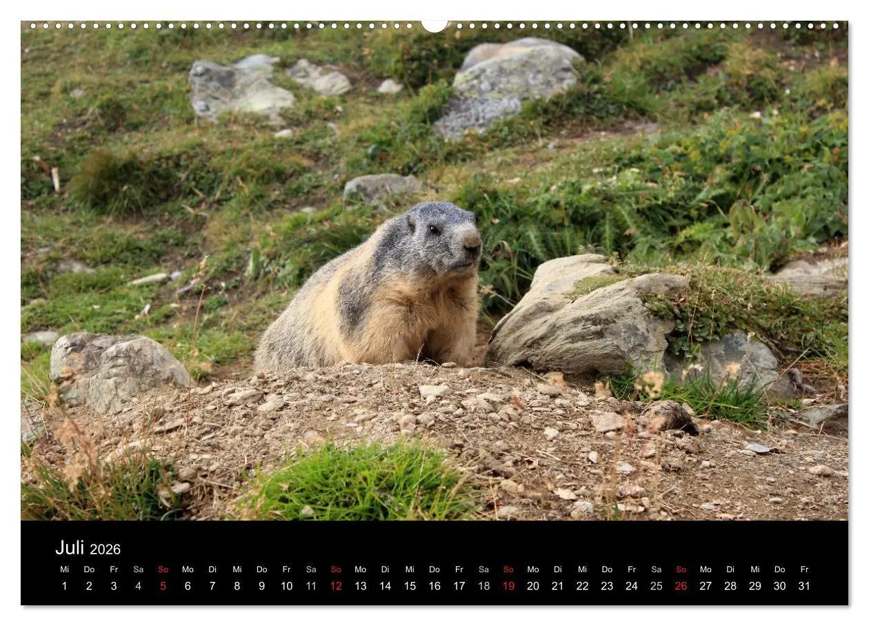 Bild: 9783516178463 | Murmeltiere (hochwertiger Premium Wandkalender 2026 DIN A2 quer),...