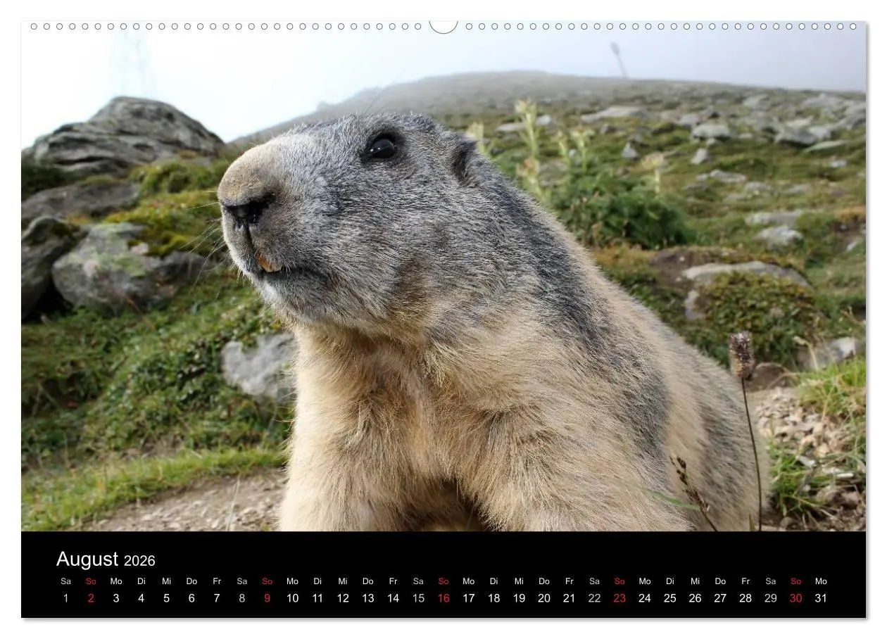 Bild: 9783516178463 | Murmeltiere (hochwertiger Premium Wandkalender 2026 DIN A2 quer),...