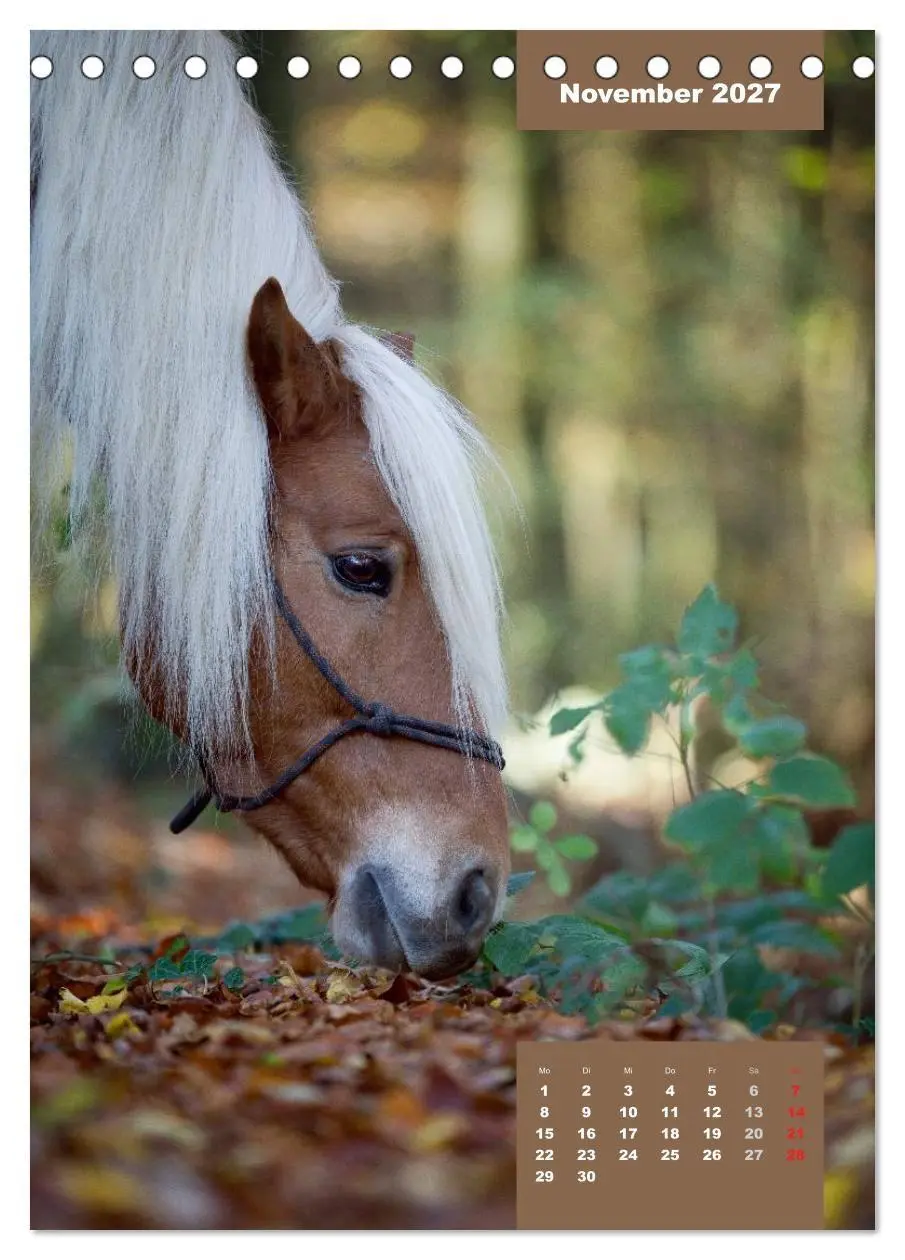 Bild: 9783594158463 | Pferdekalender (Tischkalender 2027 DIN A5 hoch), CALVENDO...