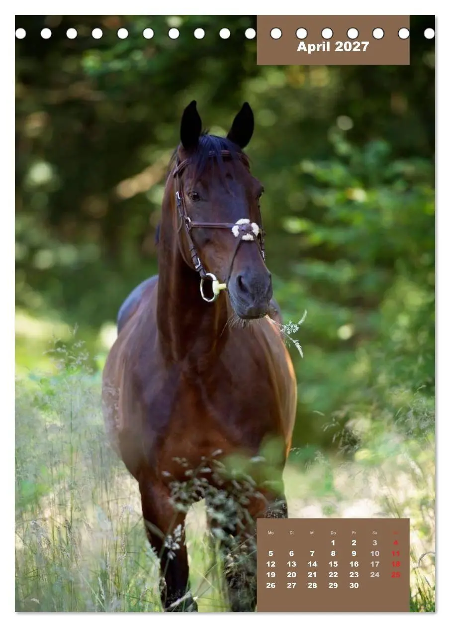 Bild: 9783594158463 | Pferdekalender (Tischkalender 2027 DIN A5 hoch), CALVENDO...