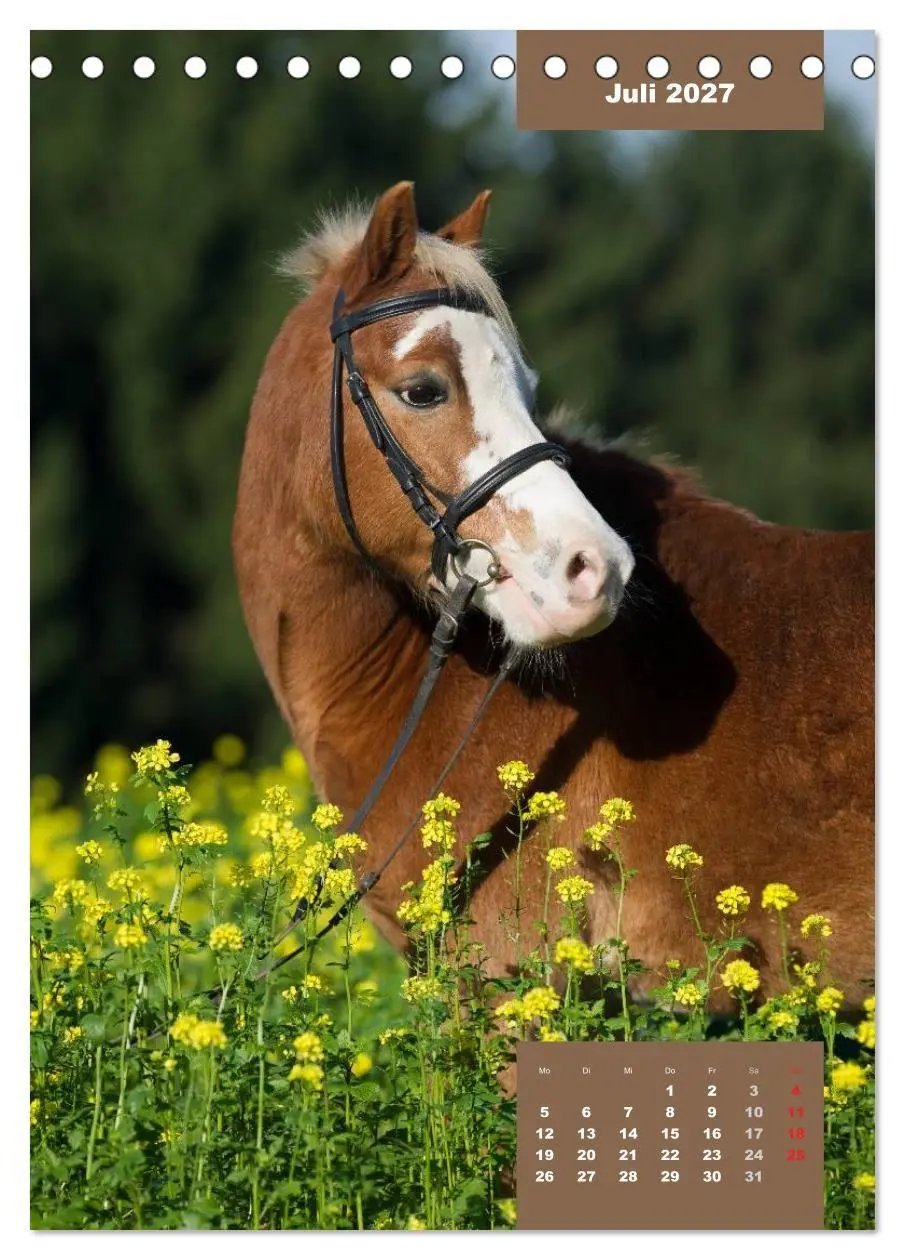 Bild: 9783594158463 | Pferdekalender (Tischkalender 2027 DIN A5 hoch), CALVENDO...