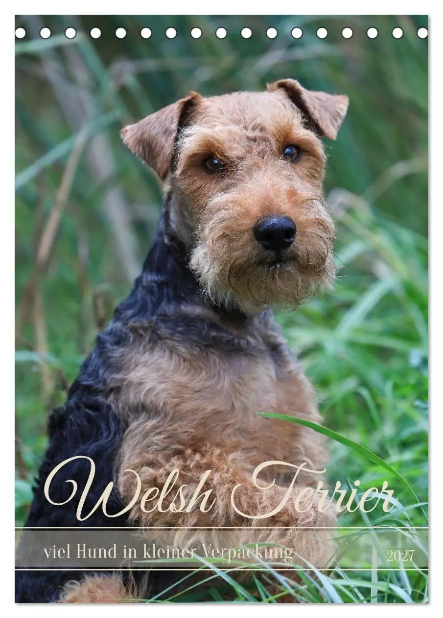 Cover: 9783594398463 | Welsh Terrier - viel Hund in kleiner Verpackung (Tischkalender 2027...