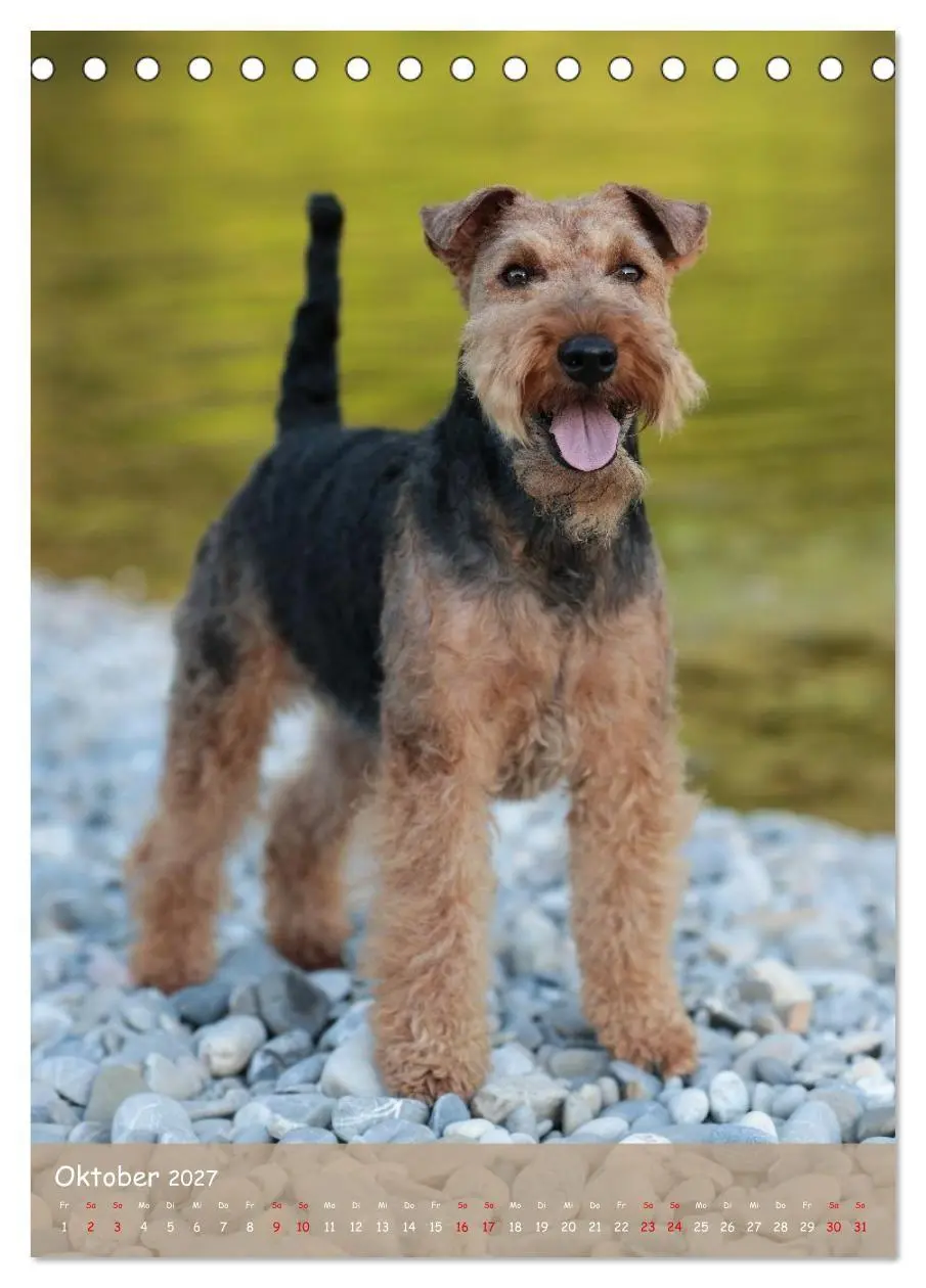 Bild: 9783594398463 | Welsh Terrier - viel Hund in kleiner Verpackung (Tischkalender 2027...
