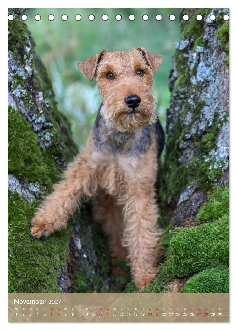 Bild: 9783594398463 | Welsh Terrier - viel Hund in kleiner Verpackung (Tischkalender 2027...