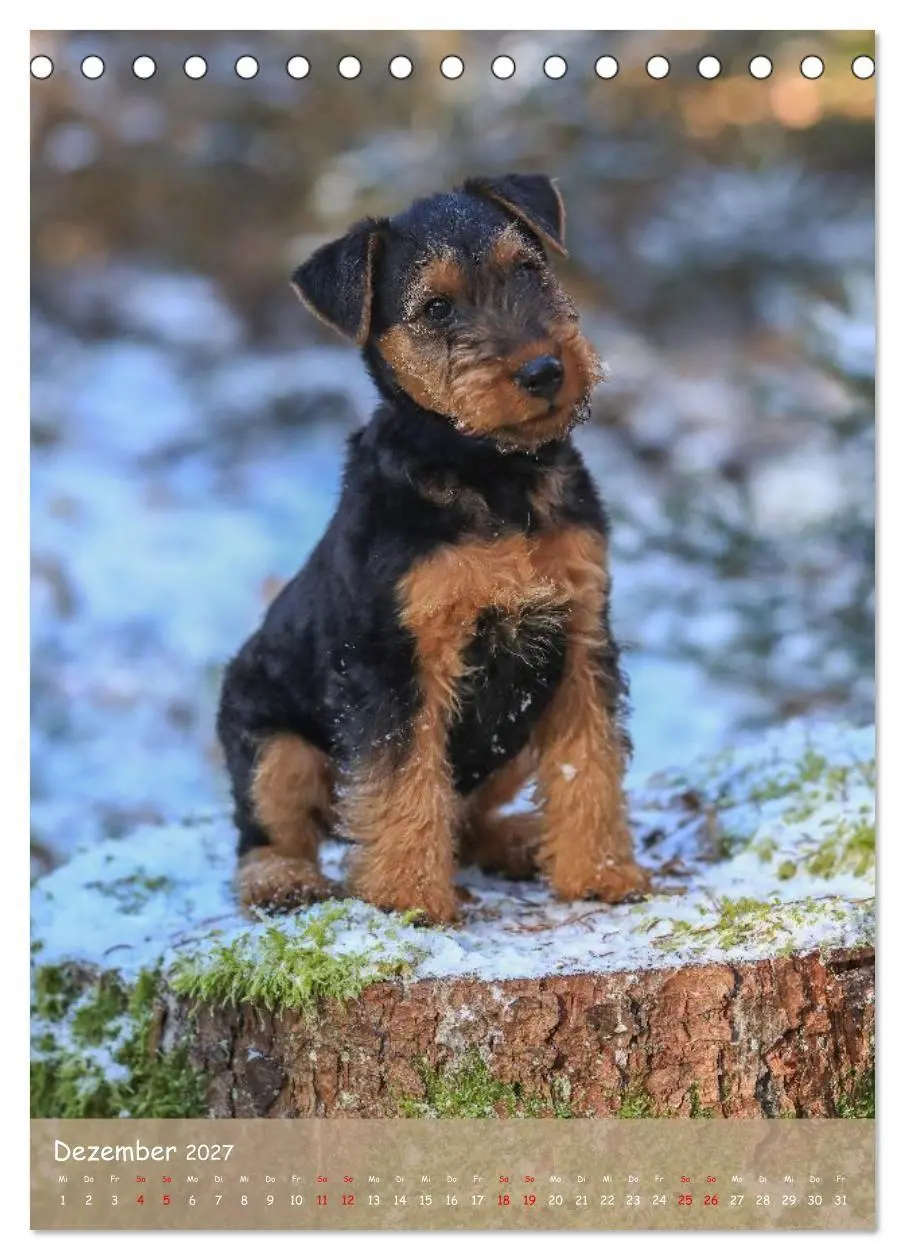 Bild: 9783594398463 | Welsh Terrier - viel Hund in kleiner Verpackung (Tischkalender 2027...