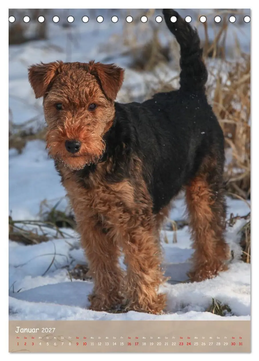 Bild: 9783594398463 | Welsh Terrier - viel Hund in kleiner Verpackung (Tischkalender 2027...