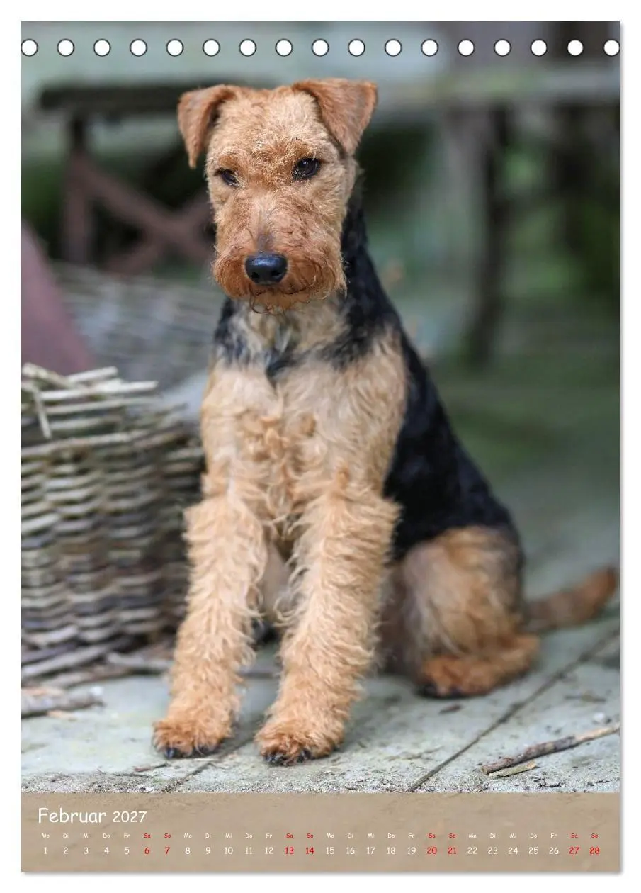 Bild: 9783594398463 | Welsh Terrier - viel Hund in kleiner Verpackung (Tischkalender 2027...