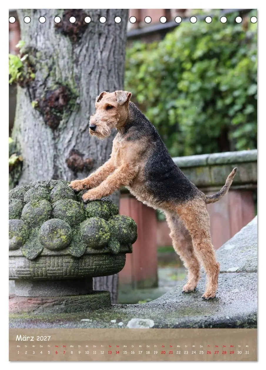 Bild: 9783594398463 | Welsh Terrier - viel Hund in kleiner Verpackung (Tischkalender 2027...