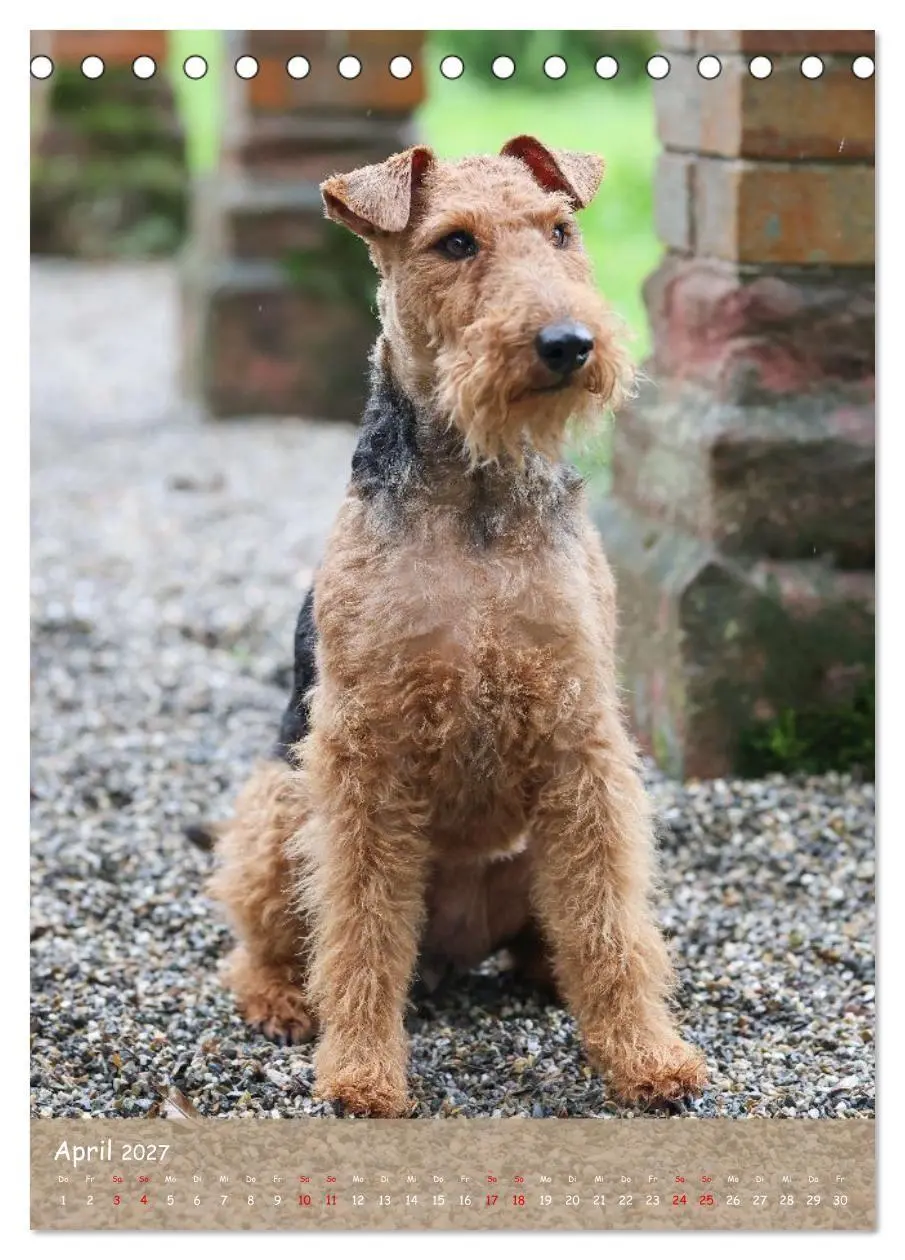 Bild: 9783594398463 | Welsh Terrier - viel Hund in kleiner Verpackung (Tischkalender 2027...