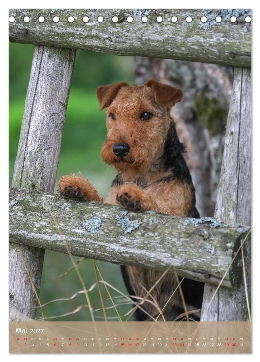 Bild: 9783594398463 | Welsh Terrier - viel Hund in kleiner Verpackung (Tischkalender 2027...
