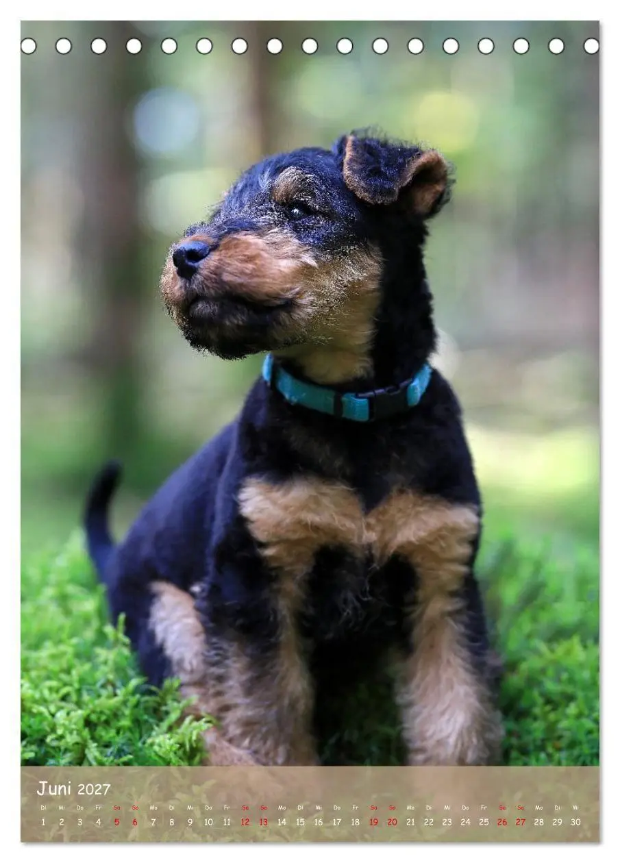 Bild: 9783594398463 | Welsh Terrier - viel Hund in kleiner Verpackung (Tischkalender 2027...