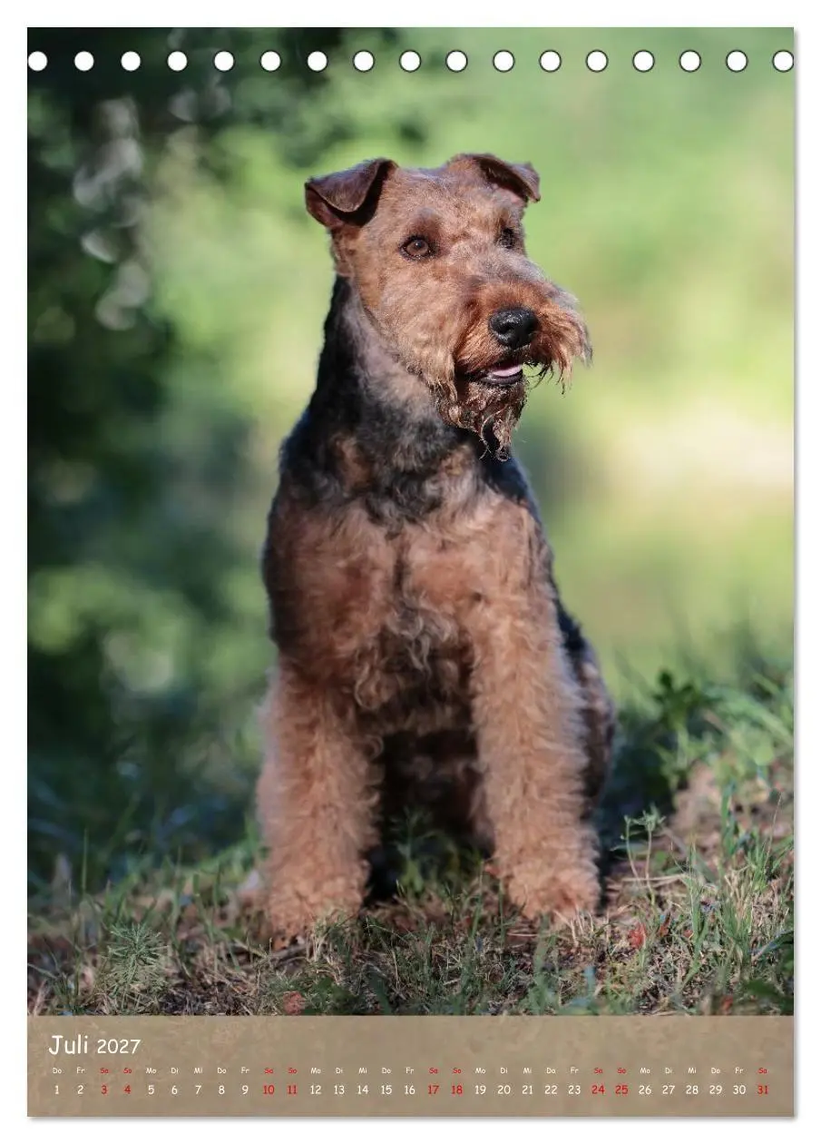 Bild: 9783594398463 | Welsh Terrier - viel Hund in kleiner Verpackung (Tischkalender 2027...