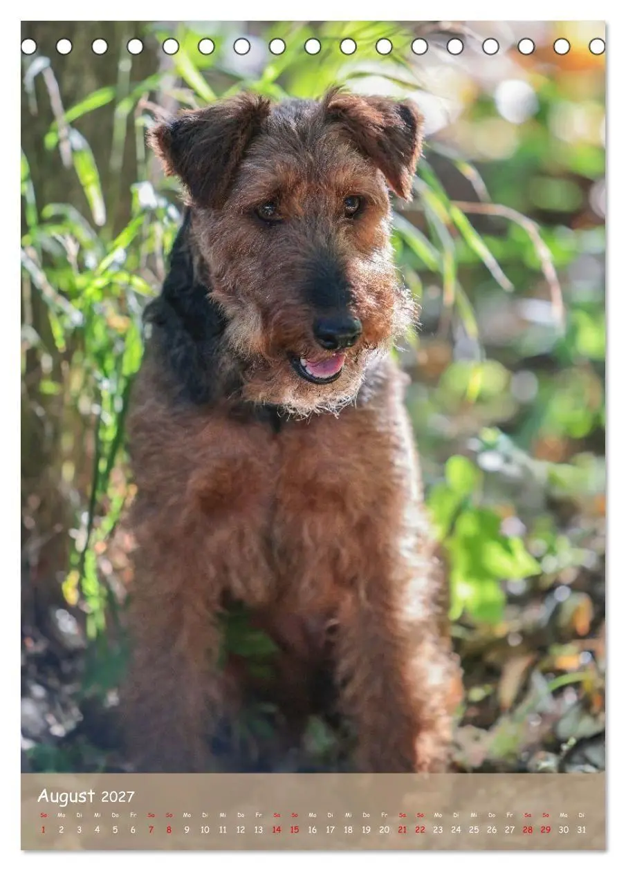 Bild: 9783594398463 | Welsh Terrier - viel Hund in kleiner Verpackung (Tischkalender 2027...