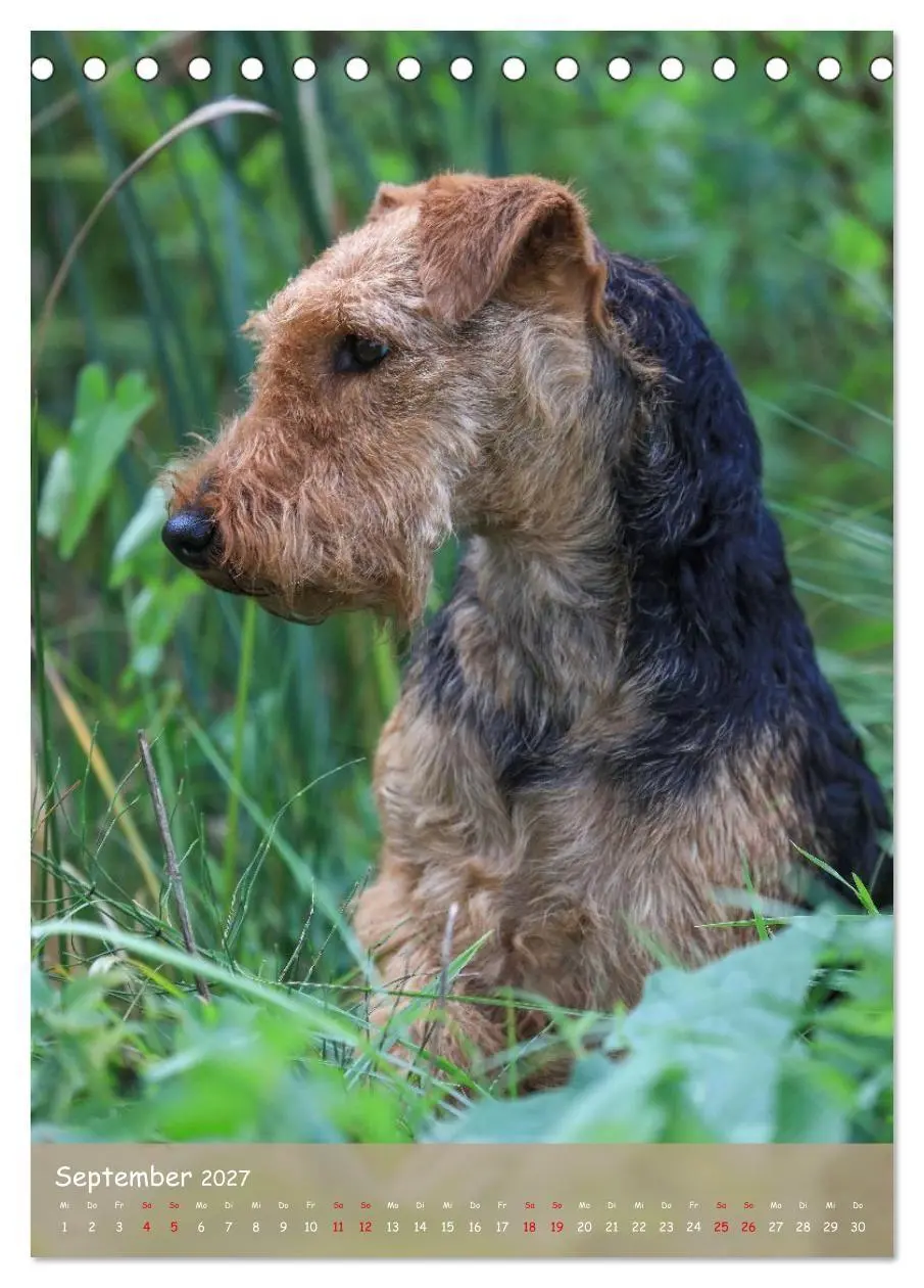 Bild: 9783594398463 | Welsh Terrier - viel Hund in kleiner Verpackung (Tischkalender 2027...