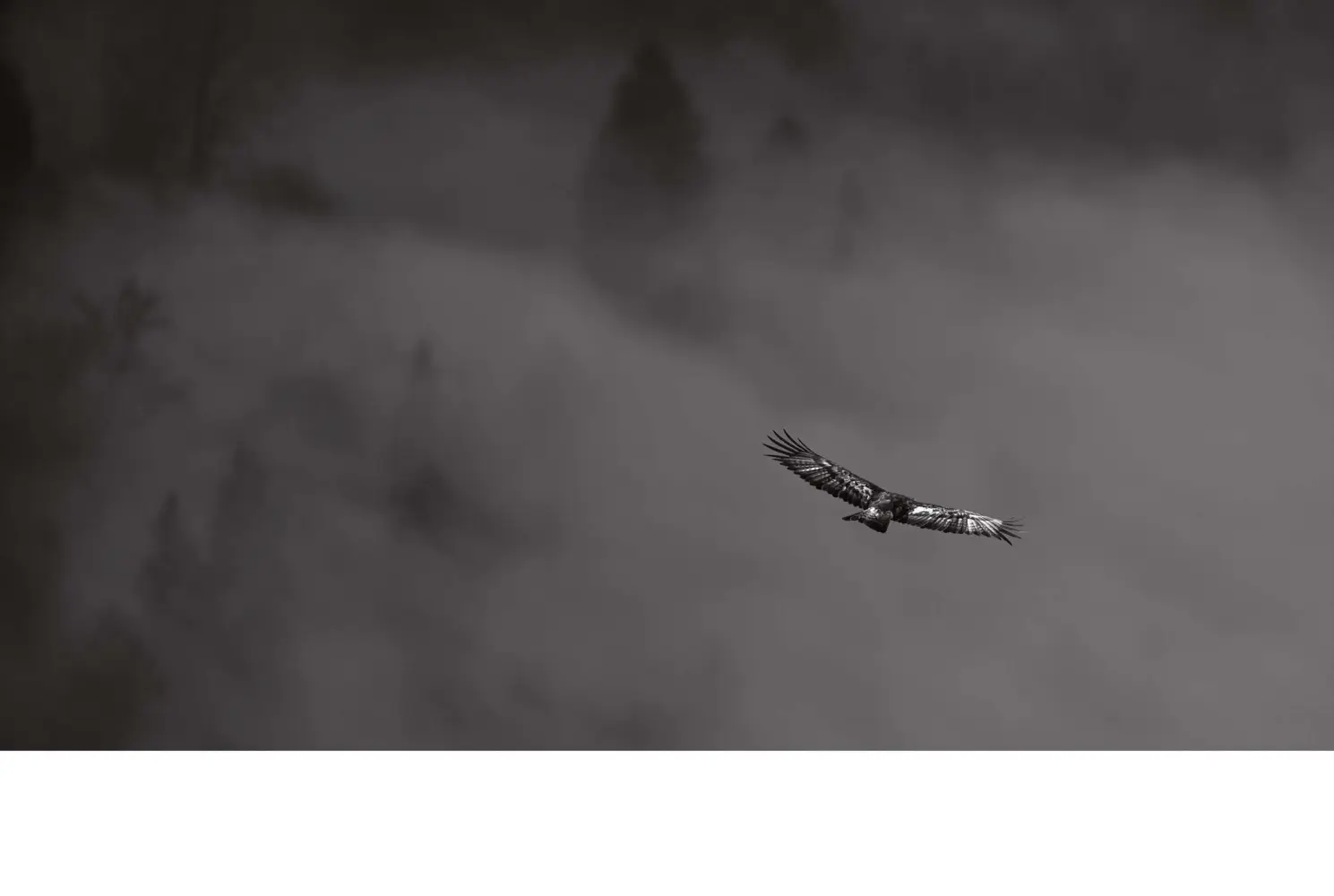Bild: 9783716518663 | Golden Eagles: Legendary Birds of Prey | Heinz M. Gut | Buch | 224 S.
