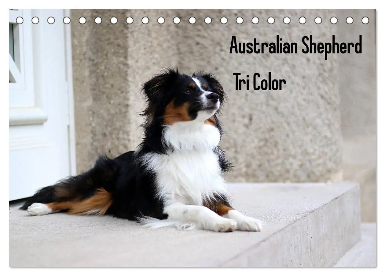 Cover: 9783457678763 | Australian Shepherd Tri Color (Tischkalender 2026 DIN A5 quer),...