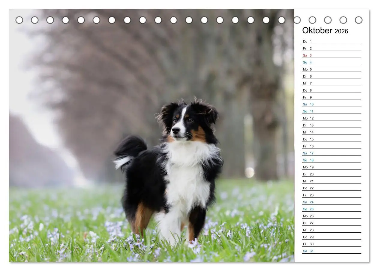 Bild: 9783457678763 | Australian Shepherd Tri Color (Tischkalender 2026 DIN A5 quer),...