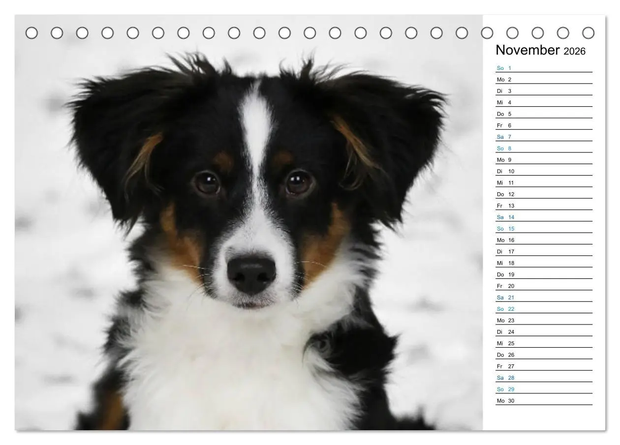 Bild: 9783457678763 | Australian Shepherd Tri Color (Tischkalender 2026 DIN A5 quer),...