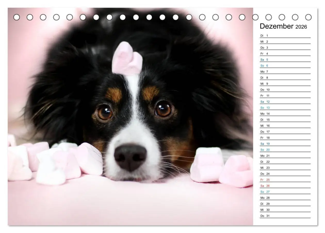 Bild: 9783457678763 | Australian Shepherd Tri Color (Tischkalender 2026 DIN A5 quer),...