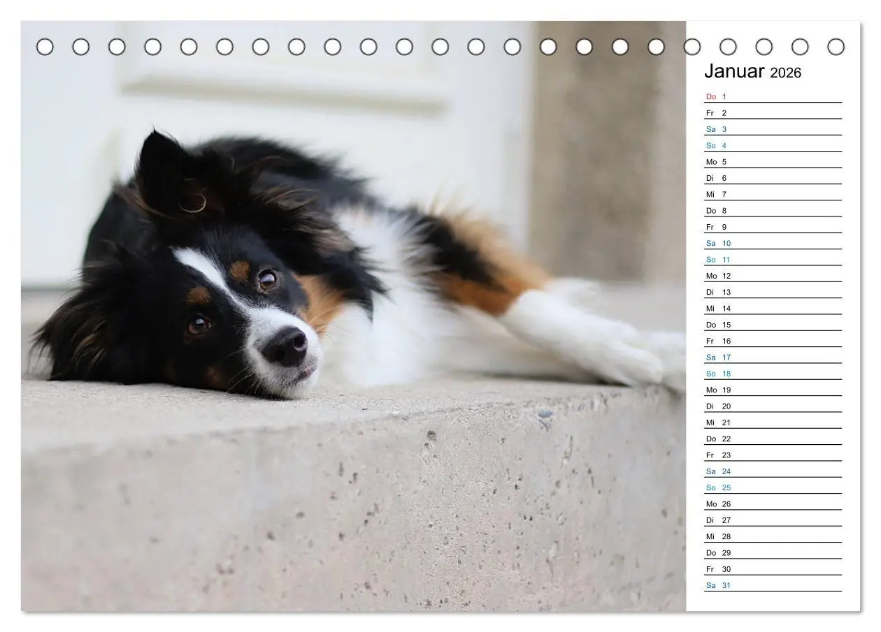 Bild: 9783457678763 | Australian Shepherd Tri Color (Tischkalender 2026 DIN A5 quer),...