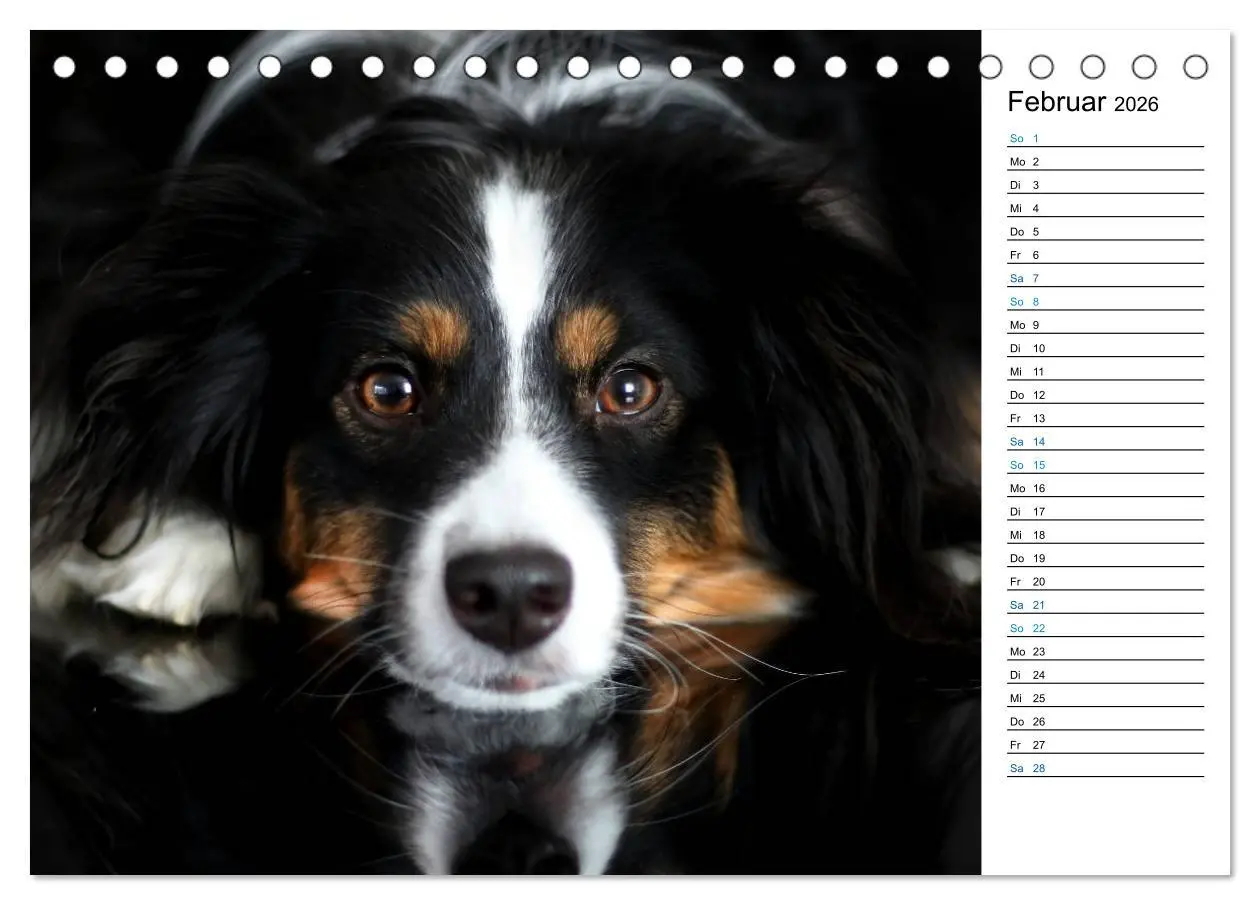 Bild: 9783457678763 | Australian Shepherd Tri Color (Tischkalender 2026 DIN A5 quer),...
