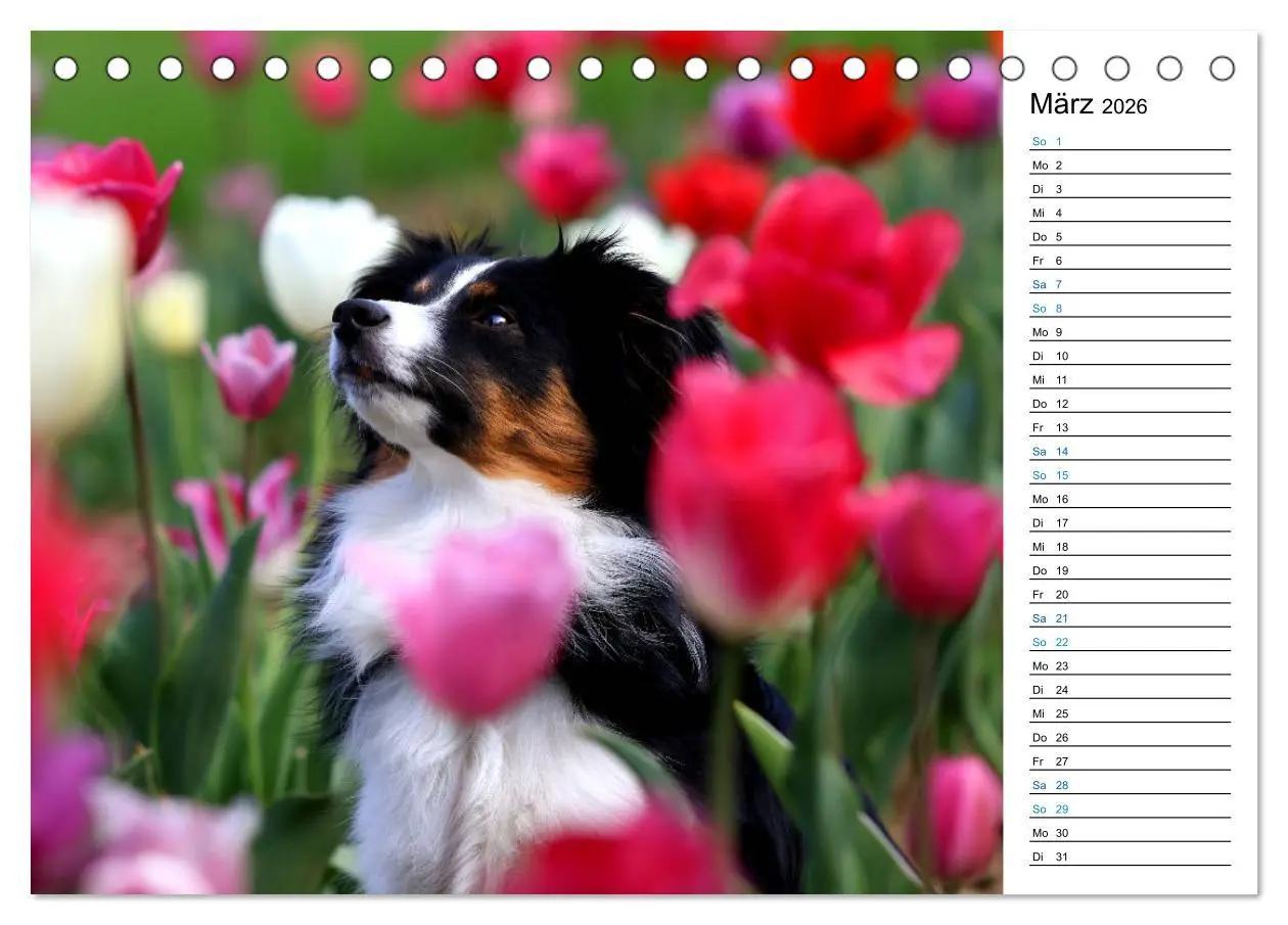 Bild: 9783457678763 | Australian Shepherd Tri Color (Tischkalender 2026 DIN A5 quer),...