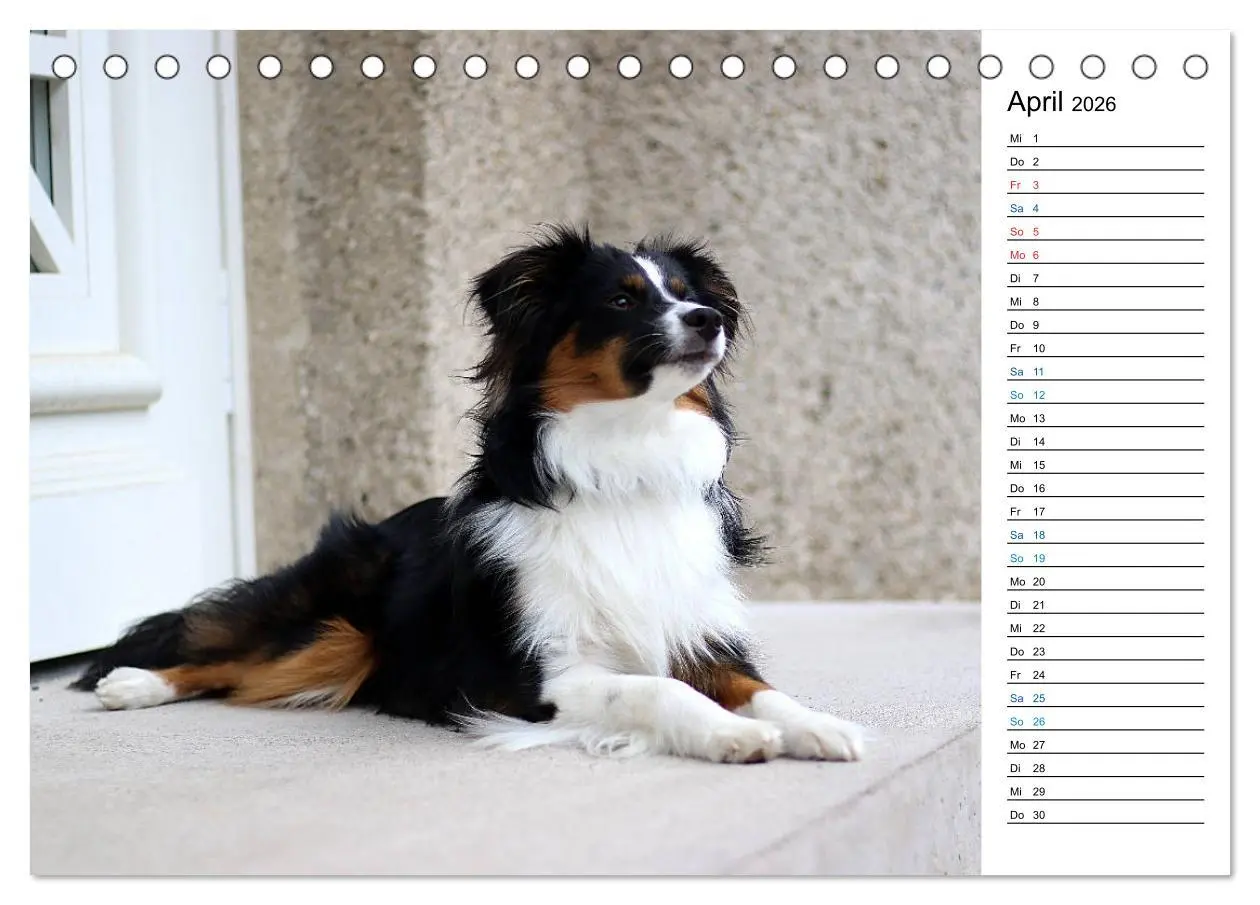 Bild: 9783457678763 | Australian Shepherd Tri Color (Tischkalender 2026 DIN A5 quer),...