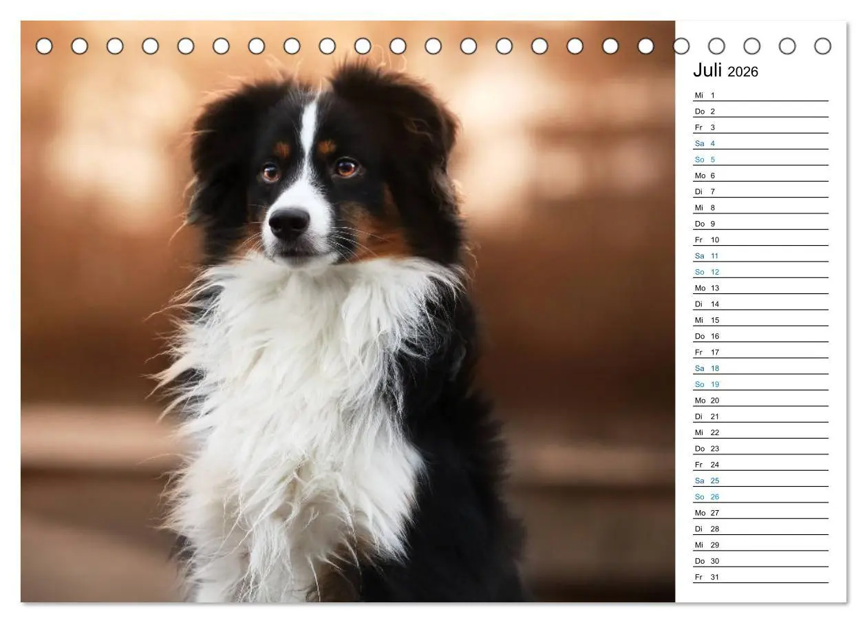 Bild: 9783457678763 | Australian Shepherd Tri Color (Tischkalender 2026 DIN A5 quer),...