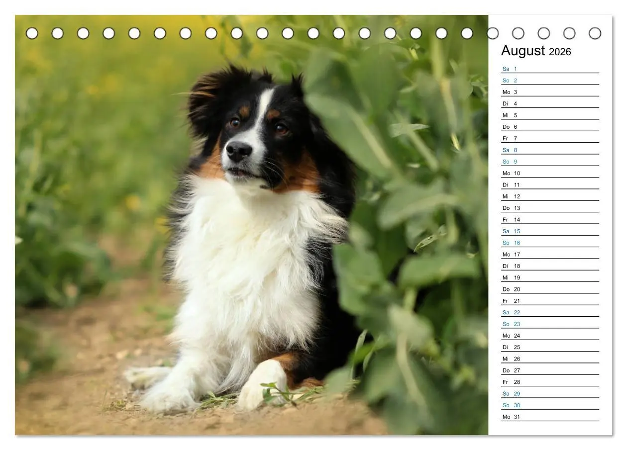 Bild: 9783457678763 | Australian Shepherd Tri Color (Tischkalender 2026 DIN A5 quer),...