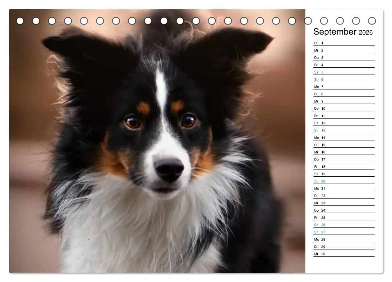 Bild: 9783457678763 | Australian Shepherd Tri Color (Tischkalender 2026 DIN A5 quer),...