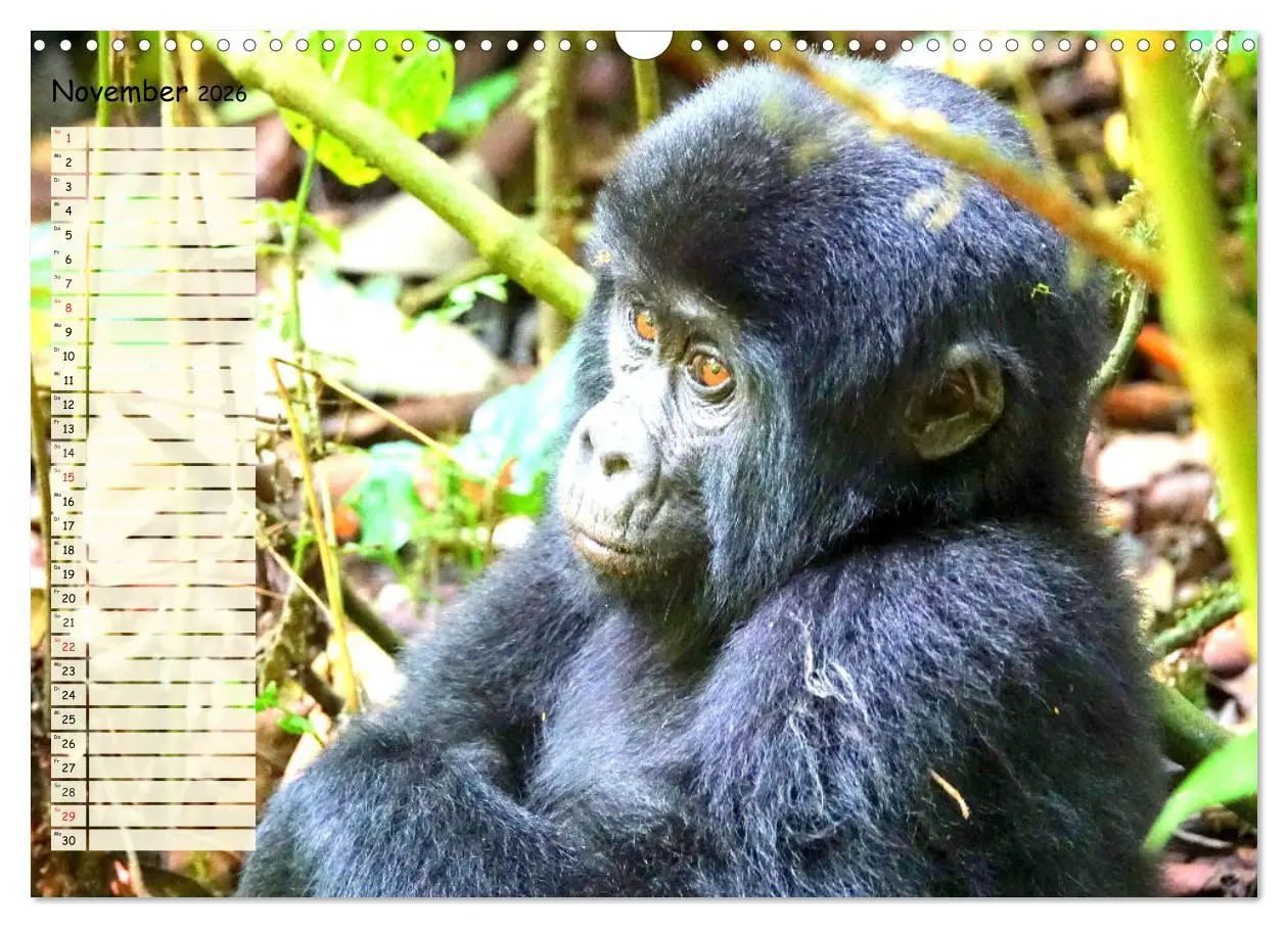 Bild: 9783457748763 | Zauberhafte Affenkinder. Süßer geht´s nicht! (Wandkalender 2026 DIN...