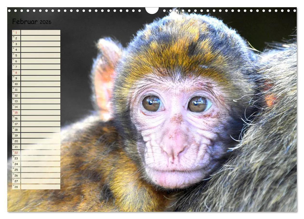 Bild: 9783457748763 | Zauberhafte Affenkinder. Süßer geht´s nicht! (Wandkalender 2026 DIN...