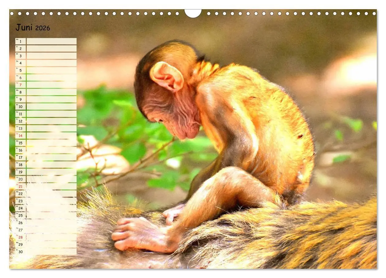 Bild: 9783457748763 | Zauberhafte Affenkinder. Süßer geht´s nicht! (Wandkalender 2026 DIN...