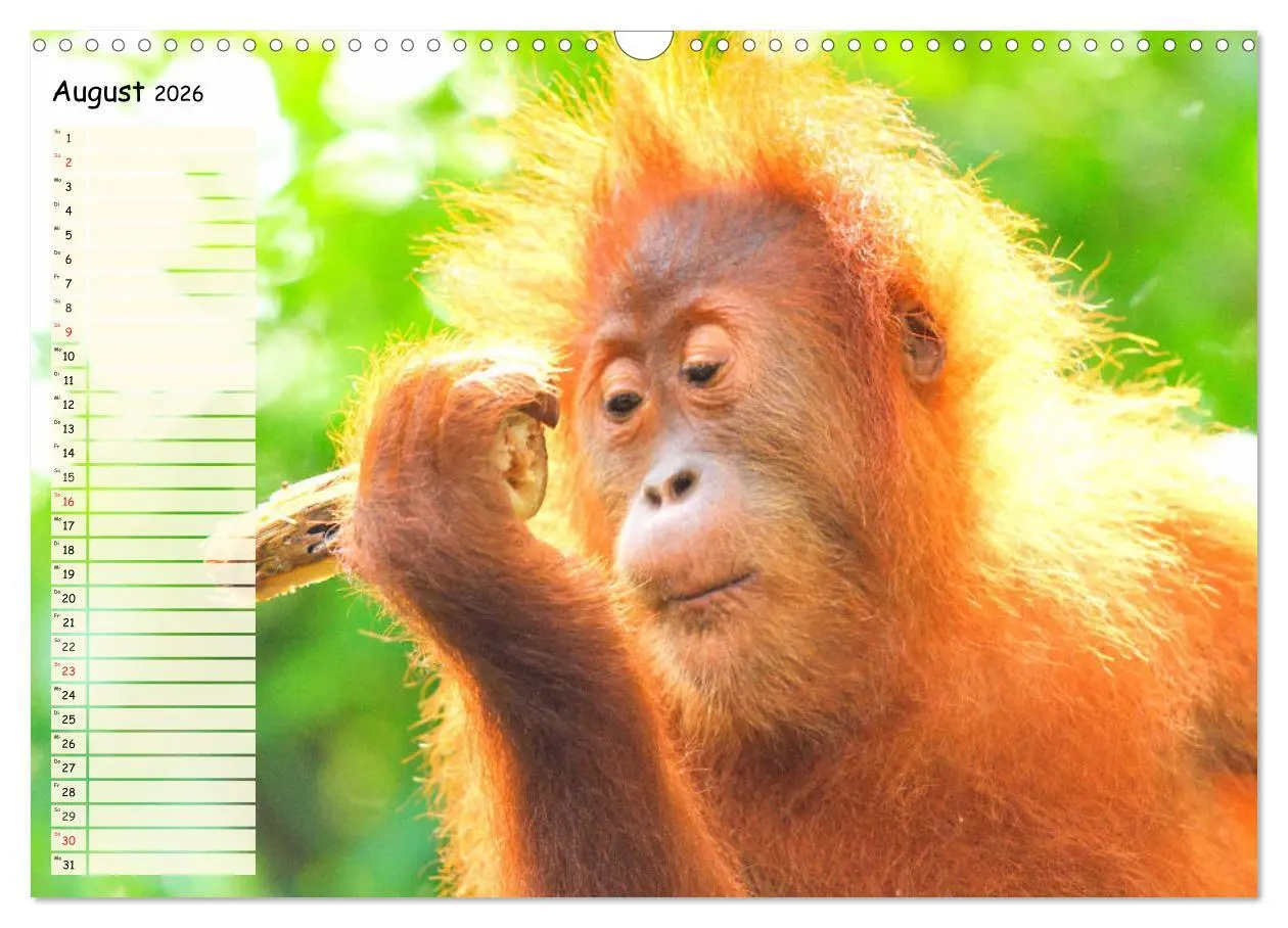 Bild: 9783457748763 | Zauberhafte Affenkinder. Süßer geht´s nicht! (Wandkalender 2026 DIN...