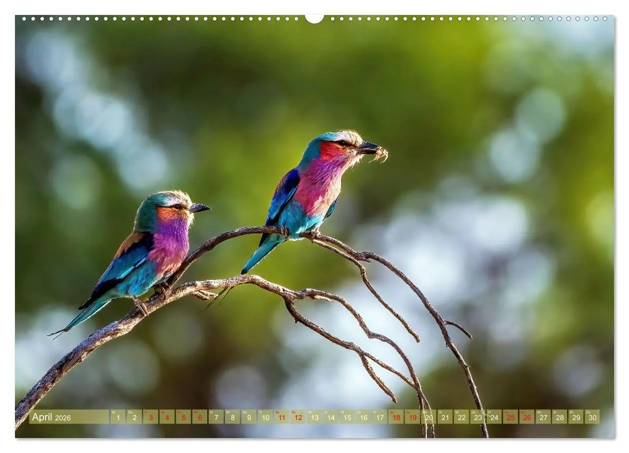 Bild: 9783516698763 | Namibias faszinierende Tierwelt (Wandkalender 2026 DIN A2 quer),...