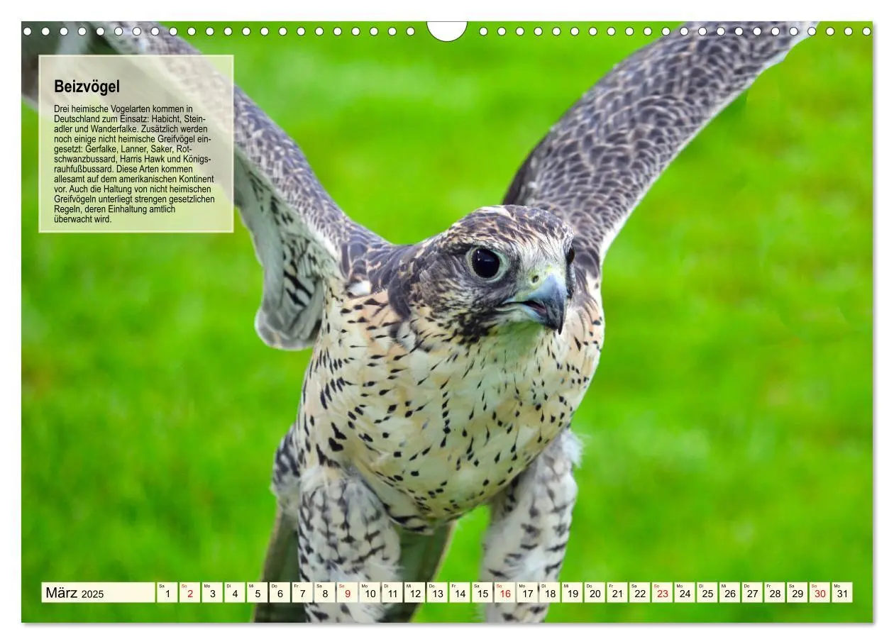 Bild: 9783383858963 | Kulturerbe Falknerei (Wandkalender 2025 DIN A3 quer), CALVENDO...