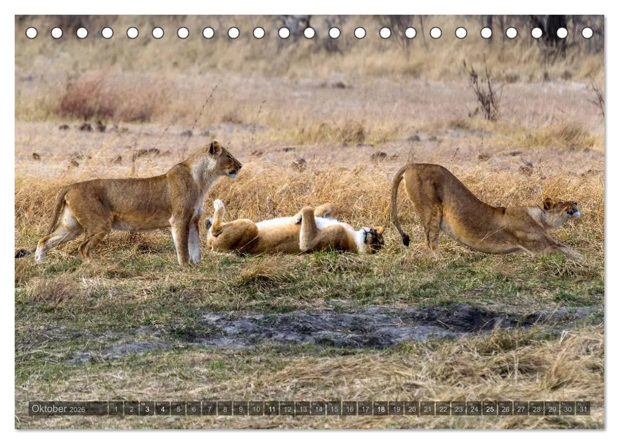 Bild: 9783516058963 | Botswana - Landschaft und Tierwelt (Tischkalender 2026 DIN A5...