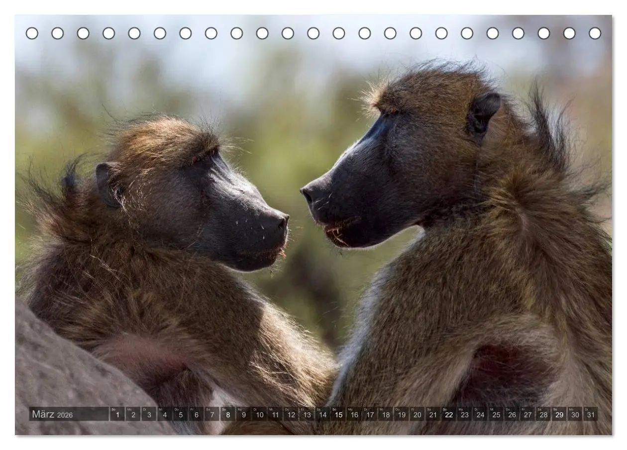 Bild: 9783516058963 | Botswana - Landschaft und Tierwelt (Tischkalender 2026 DIN A5...
