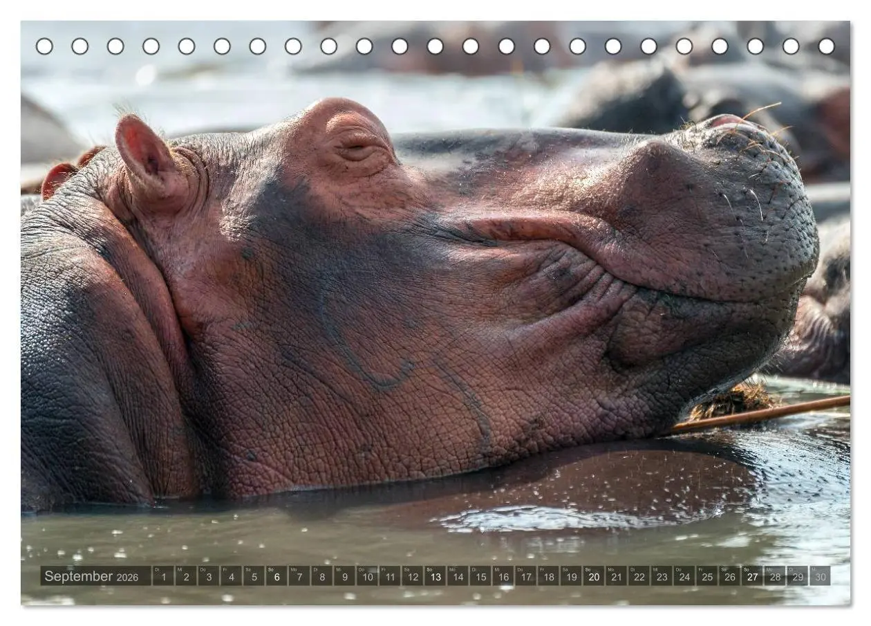 Bild: 9783516058963 | Botswana - Landschaft und Tierwelt (Tischkalender 2026 DIN A5...
