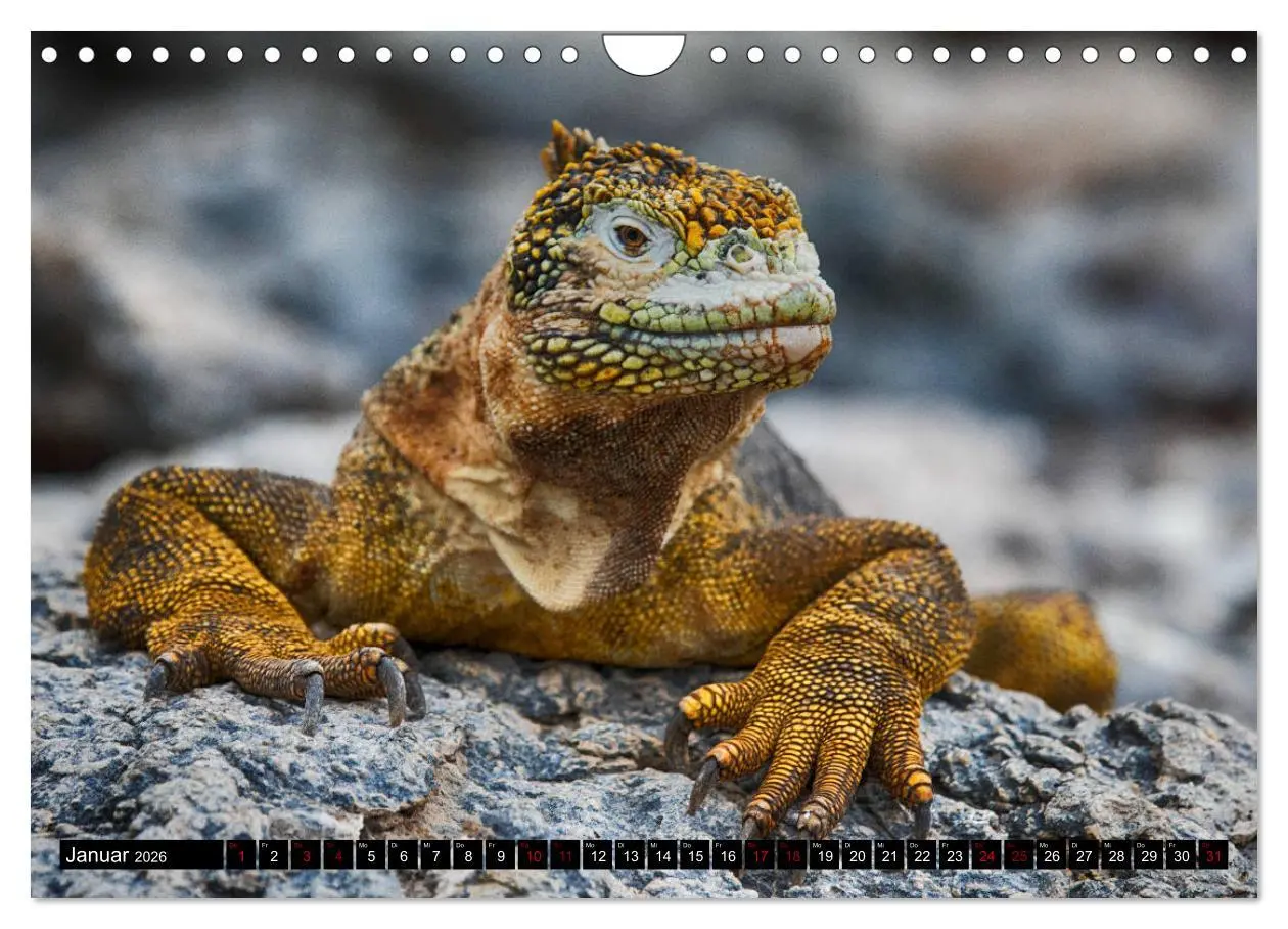 Bild: 9783457849163 | Traumwelt Ecuador (Wandkalender 2026 DIN A4 quer), CALVENDO...