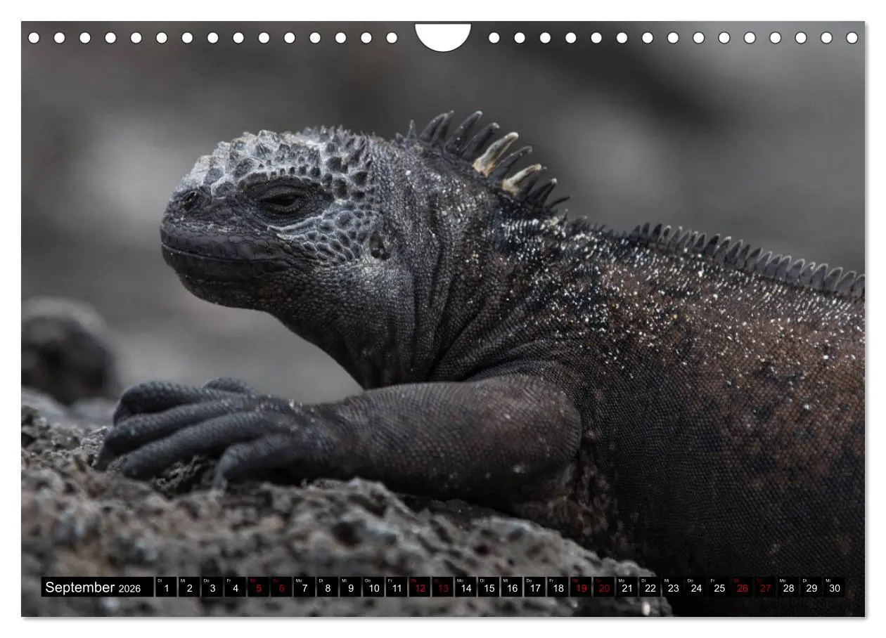 Bild: 9783457849163 | Traumwelt Ecuador (Wandkalender 2026 DIN A4 quer), CALVENDO...