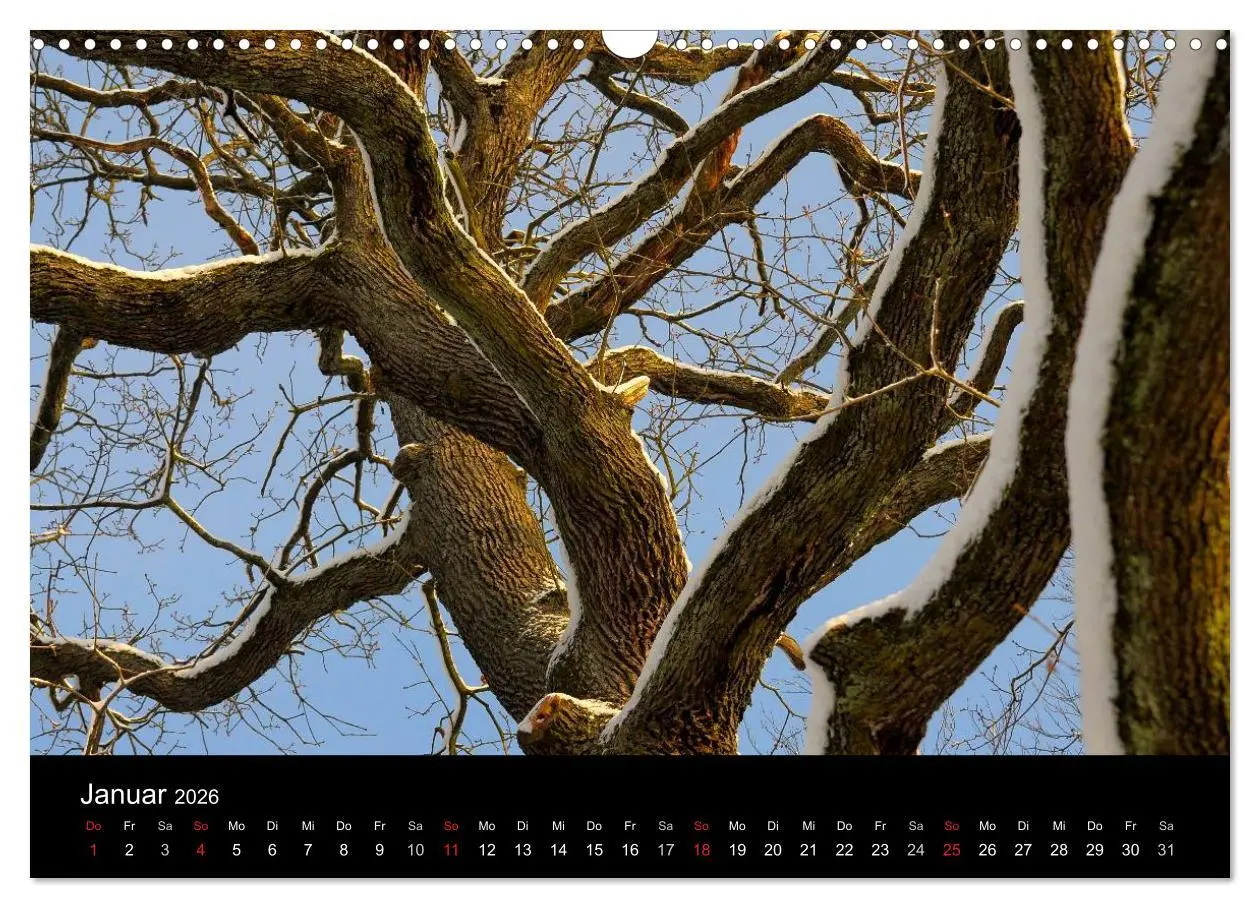 Bild: 9783516179163 | Bäume 2026 (Wandkalender 2026 DIN A3 quer), CALVENDO Monatskalender