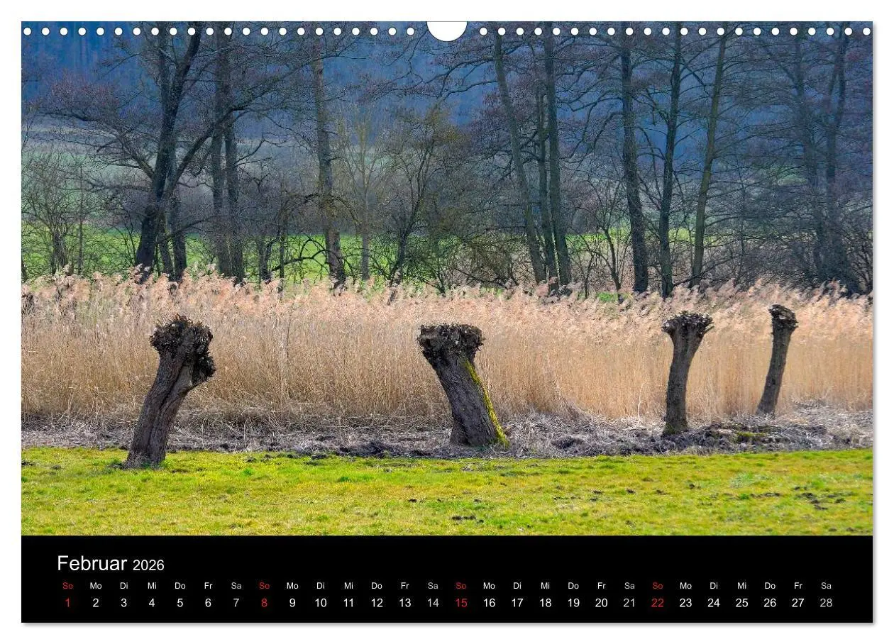 Bild: 9783516179163 | Bäume 2026 (Wandkalender 2026 DIN A3 quer), CALVENDO Monatskalender